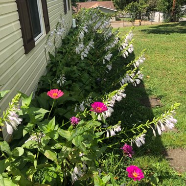 Alex's garden