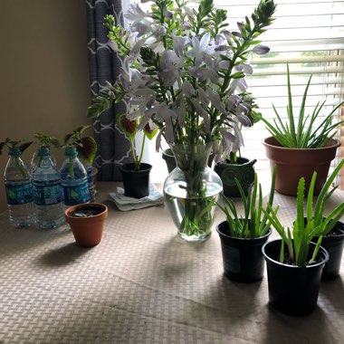 Aloe