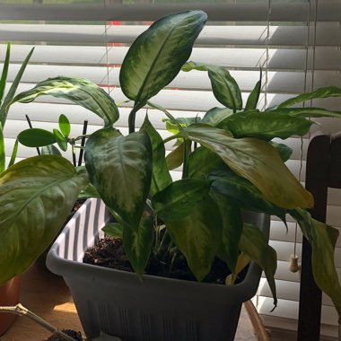 Dumb Cane