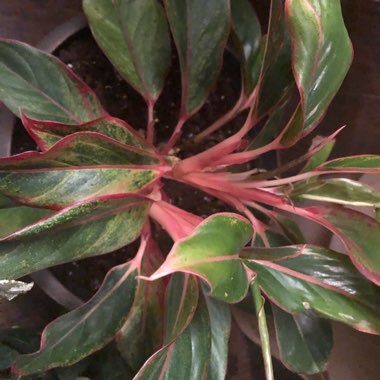 Chinese Evergreen 'Pink Dalmatian'