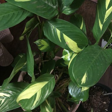 Ctenanthe 'Brazilian Snow'