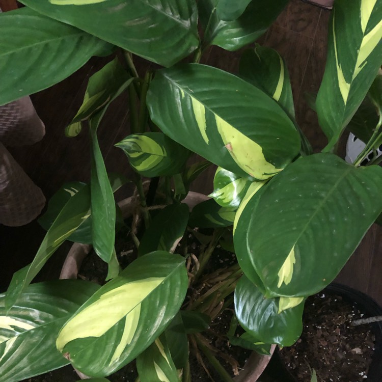 Plant image Ctenanthe lubbersiana 'Brazilian Snow'