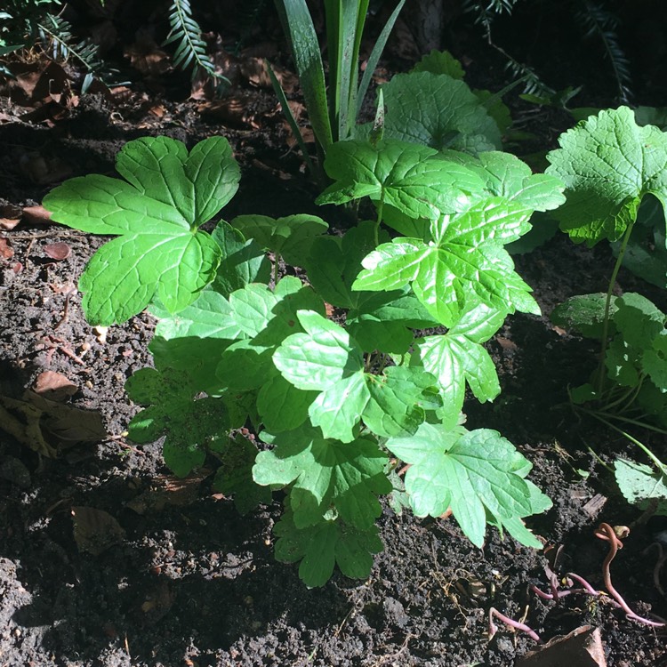 plant image 515446