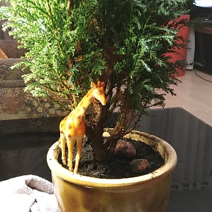 Plant image Chamaecyparis lawsoniana 'Ellwoodii'