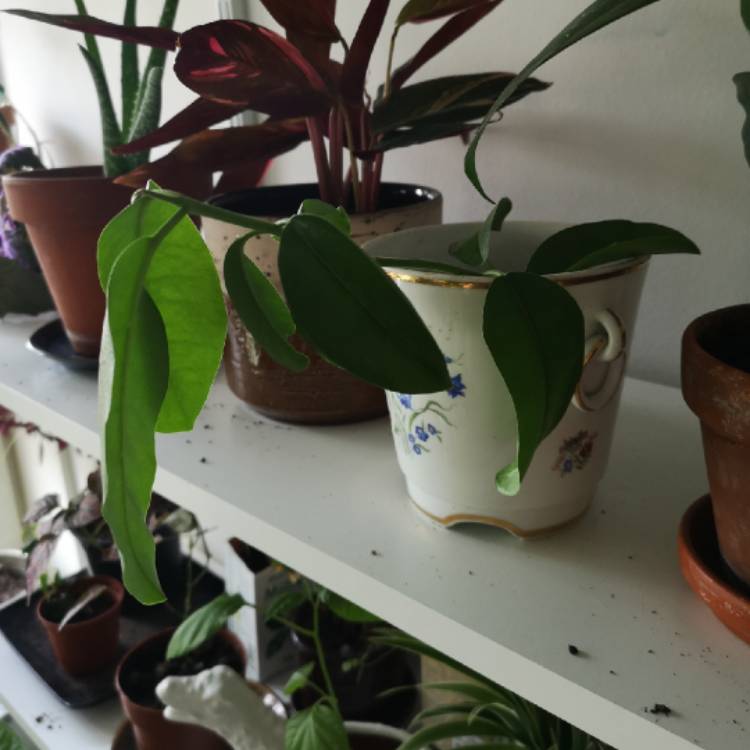 plant image 1051500