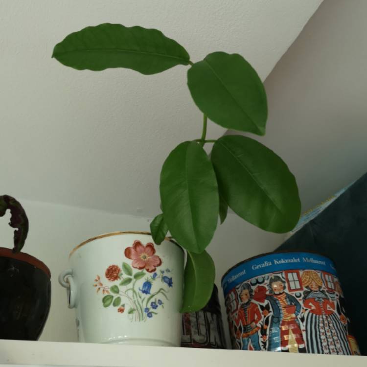 plant image 1093463