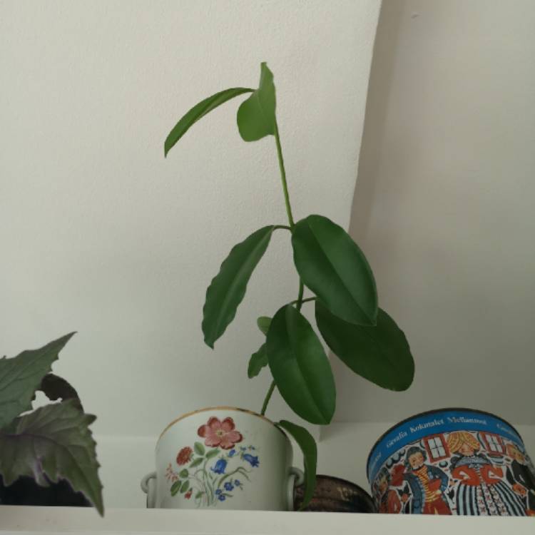 plant image 1143977