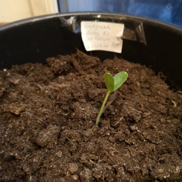 Plant image Cucumis sativus 'Baby'