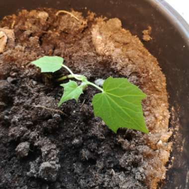 Cucumber 'Baby'