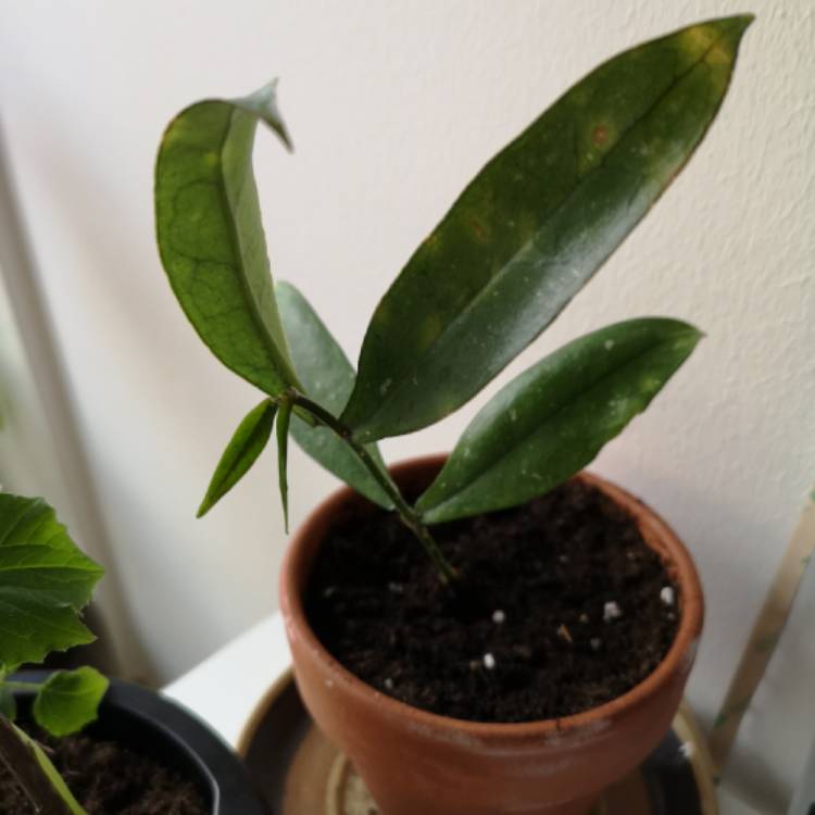 plant image 978249