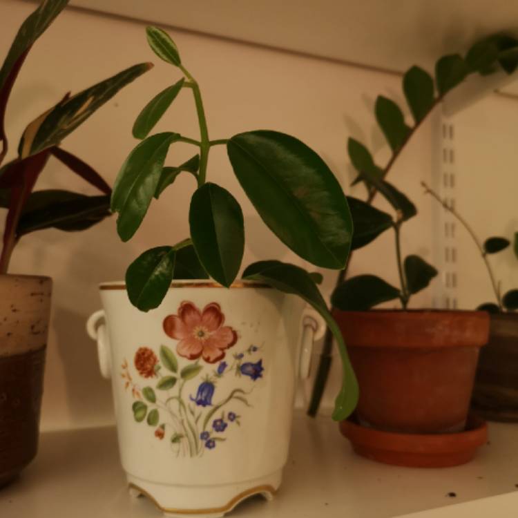 plant image 999784