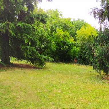 Alex's garden
