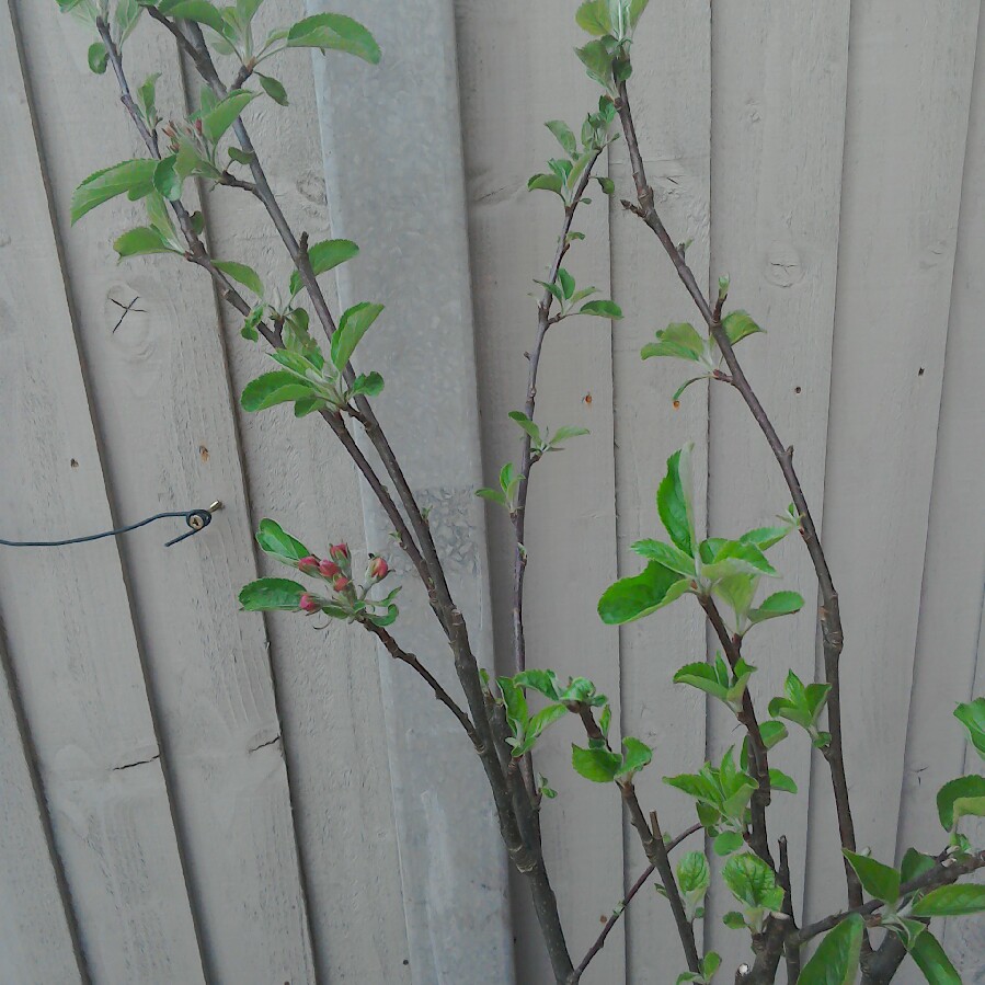 Plant image Malus domestica 'Elstar'