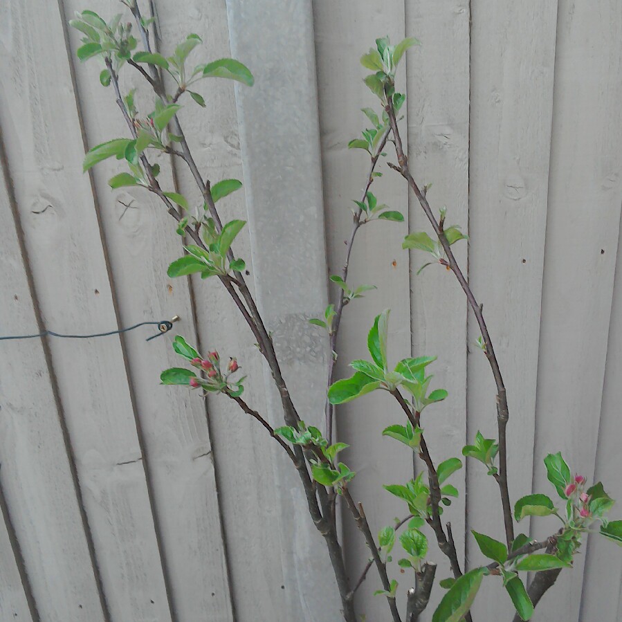 Plant image Malus domestica 'Elstar'