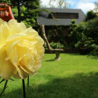 Rosa 'Arthur Bell'
