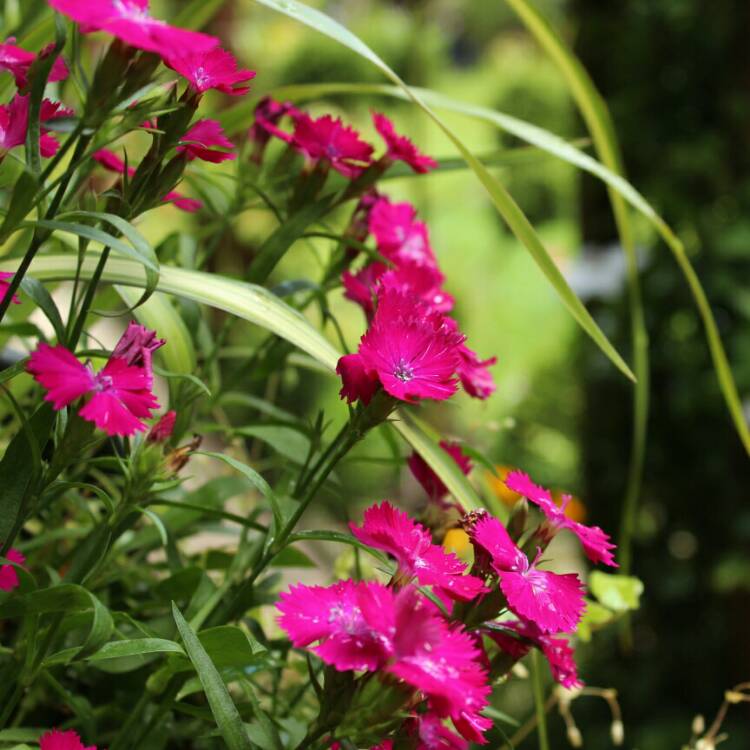 Plant image Dianthus 'Diamond Purple'
