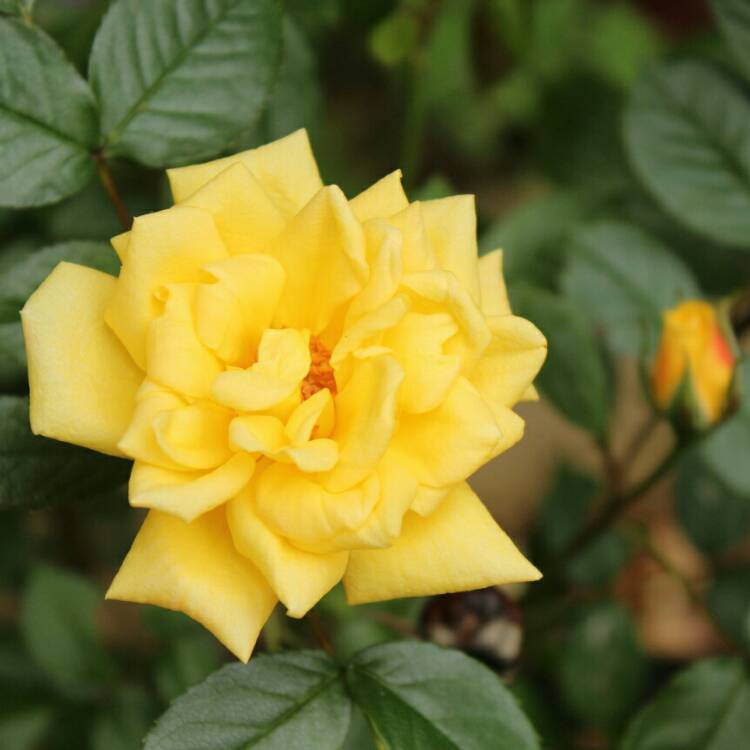 Plant image Rosa 'Laura Ford'