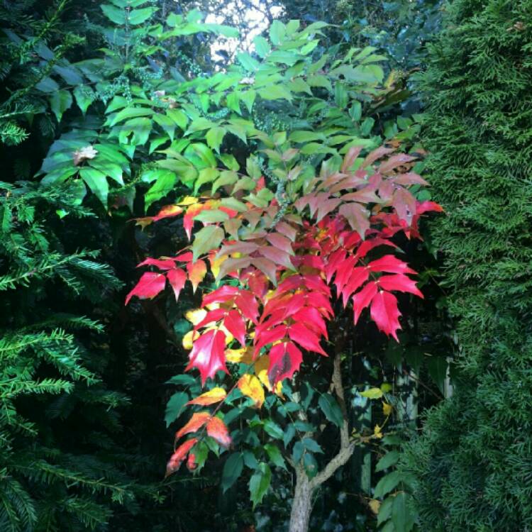 Plant image Mahonia x media 'Winter Sun' syn.Mahonia x wagneri 'Winter Sun'