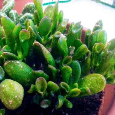 Crassula ovata Hobbit