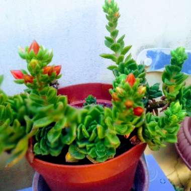 Echeveria Dondo