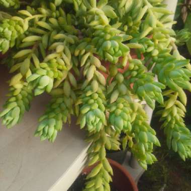Sedum Burrito