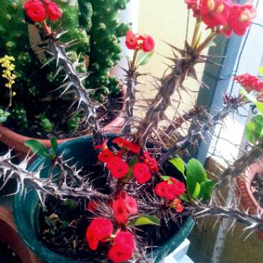 Euphorbia milii - Miniature Variety