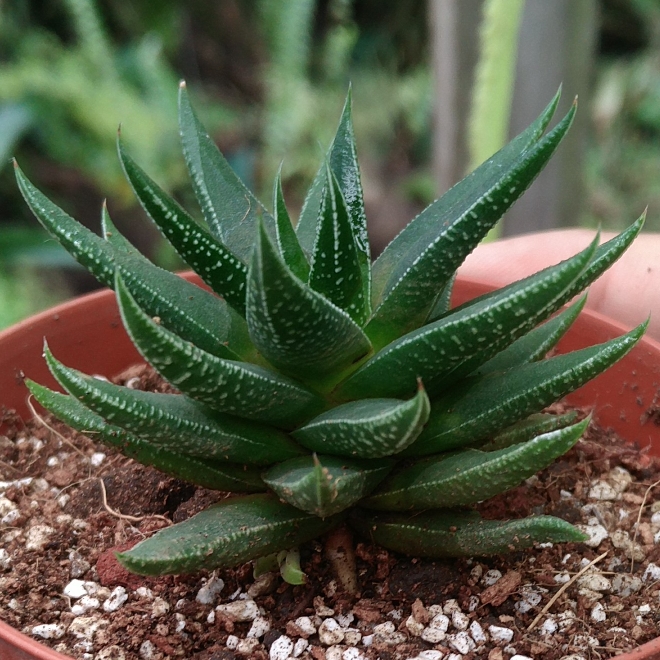 Plant image Haworthiopsis attenuata var. radula syn. Haworthia attenuata var. radula, Haworthia radula