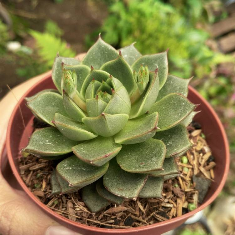 plant image 1181342
