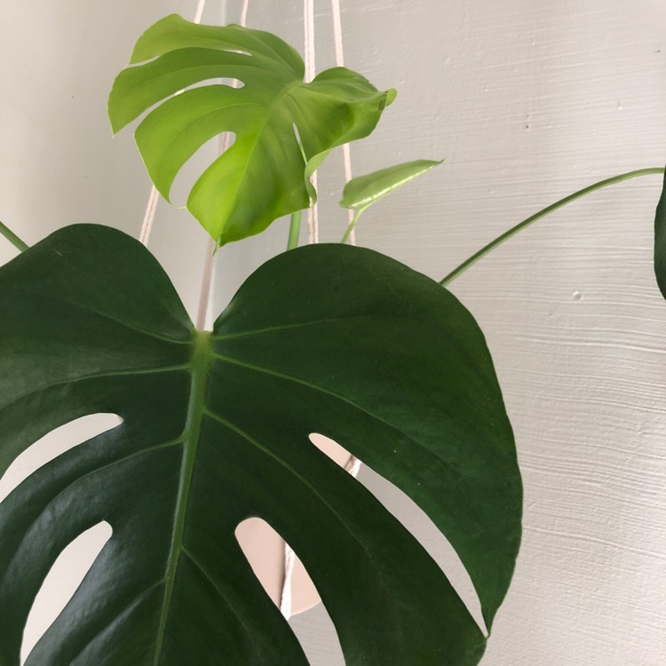 plant image 1018936