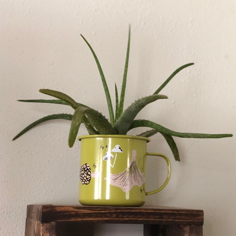plant image 1090447
