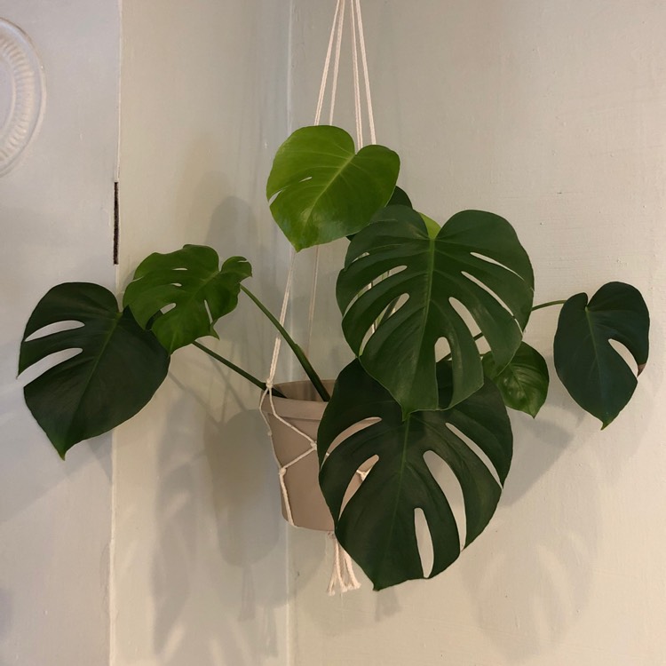 plant image 1212264