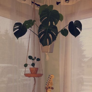 Swiss Cheese Plant