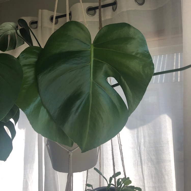 plant image 1249043