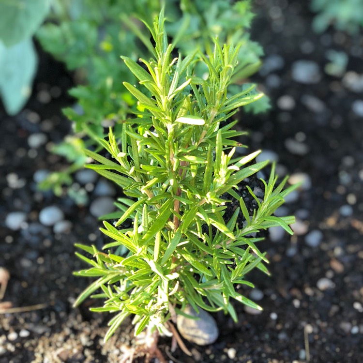 Plant image Salvia rosmarinus 'Barbeque' syn. Rosmarinus officinalis 'Barbeque'