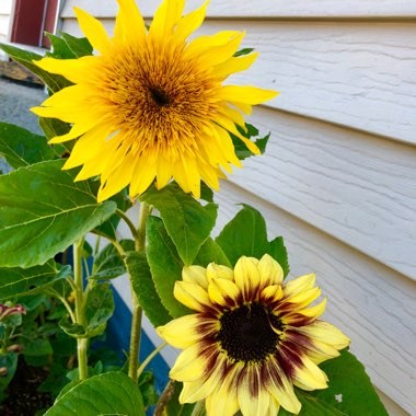 Helianthus 'Double Whammy'