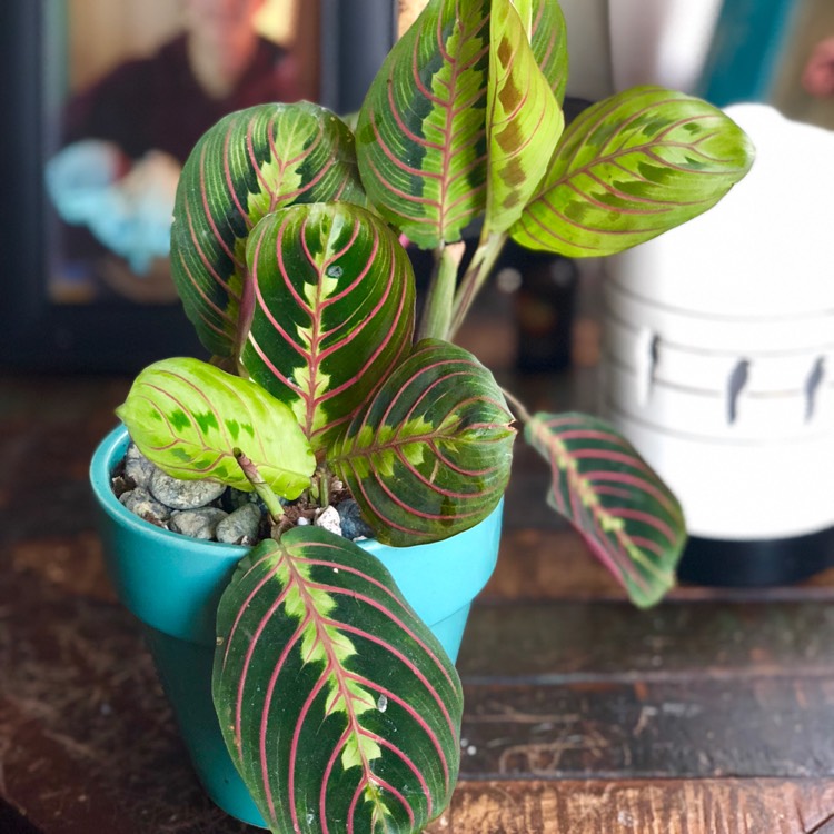 Plant image Maranta leuconeura 'Fascinator Tricolour'