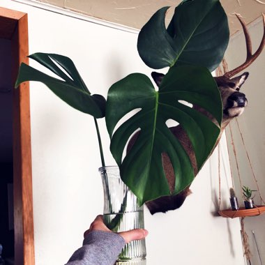 Monstera deliciosa