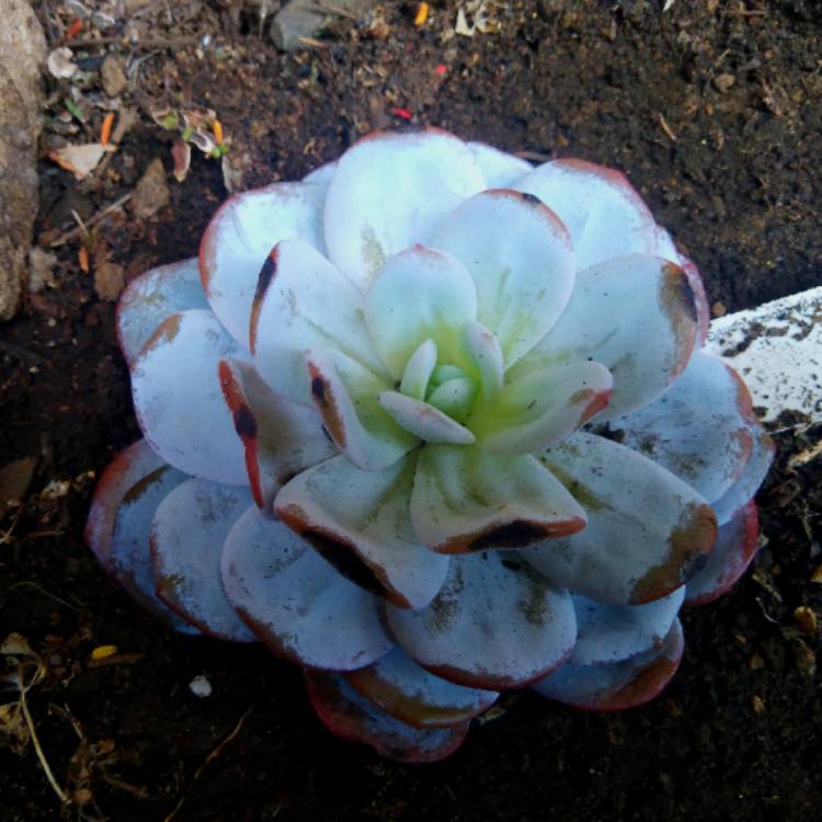 plant image 1321149