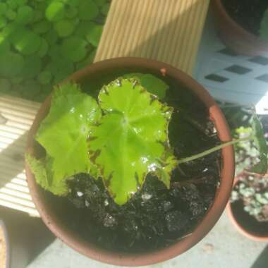 Begonia 'Baby Dress'