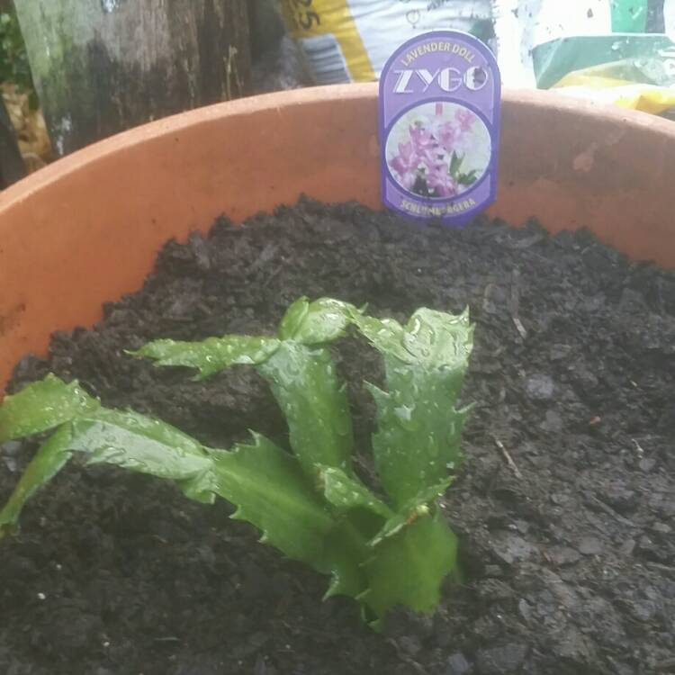 plant image 717031