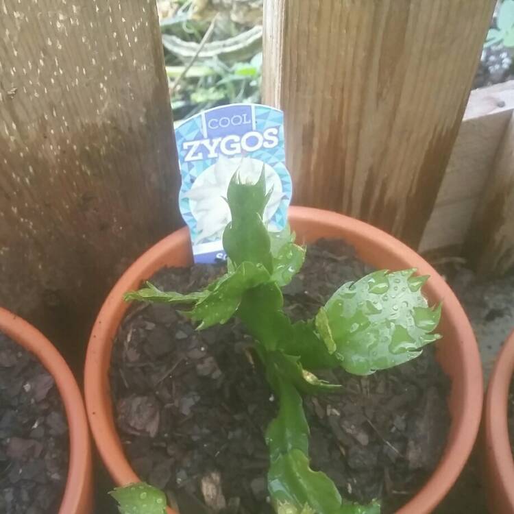 plant image 717041