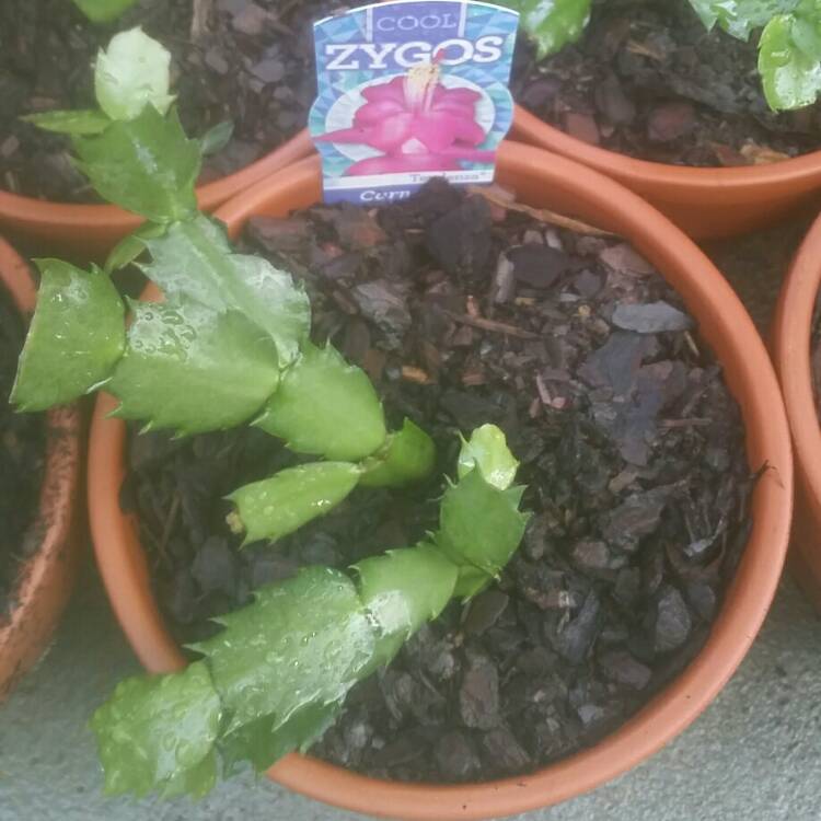 plant image 717105