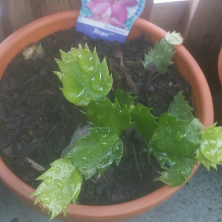 plant image 717111