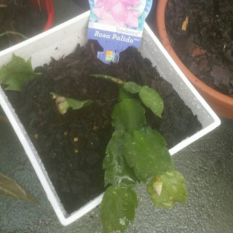 plant image 719475