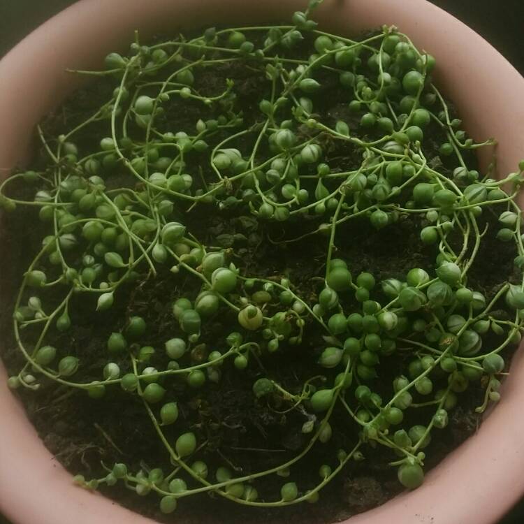 plant image 719489