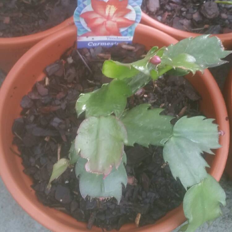plant image 719527