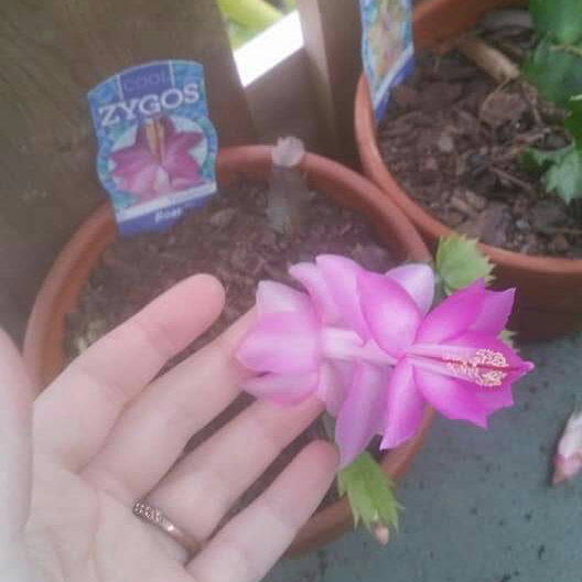 plant image 784431