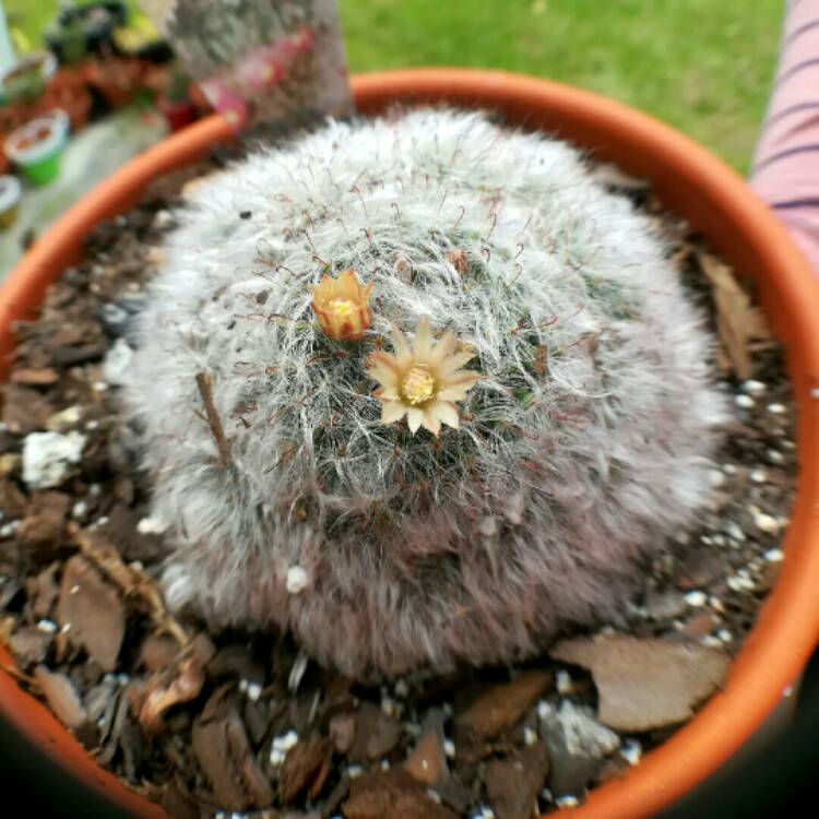 plant image 863771