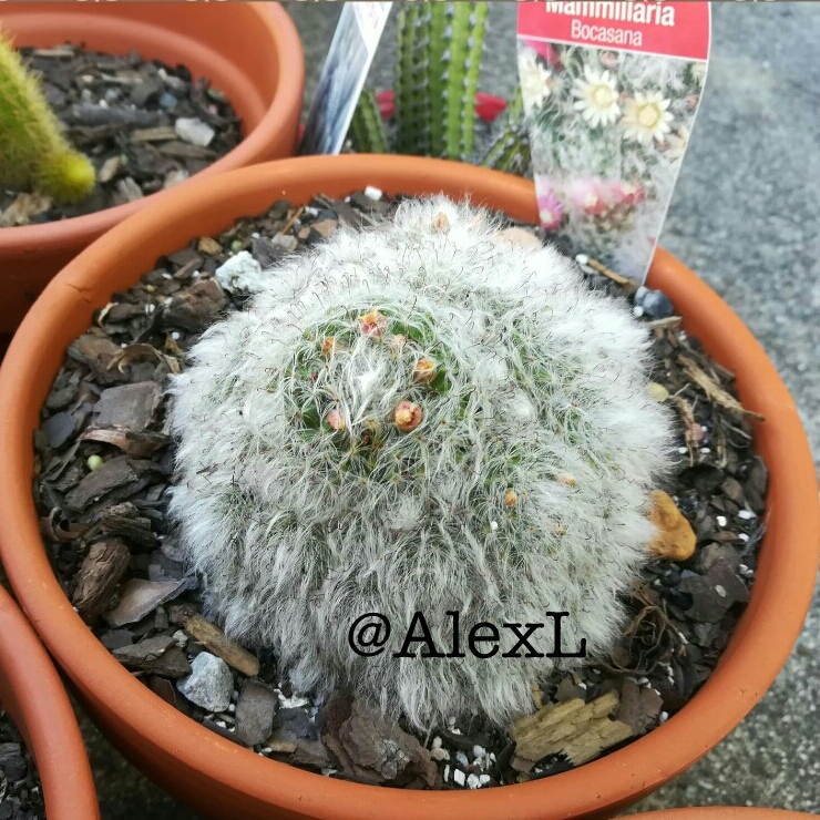 Plant image Mammillaria bocasana 'Multilanata'