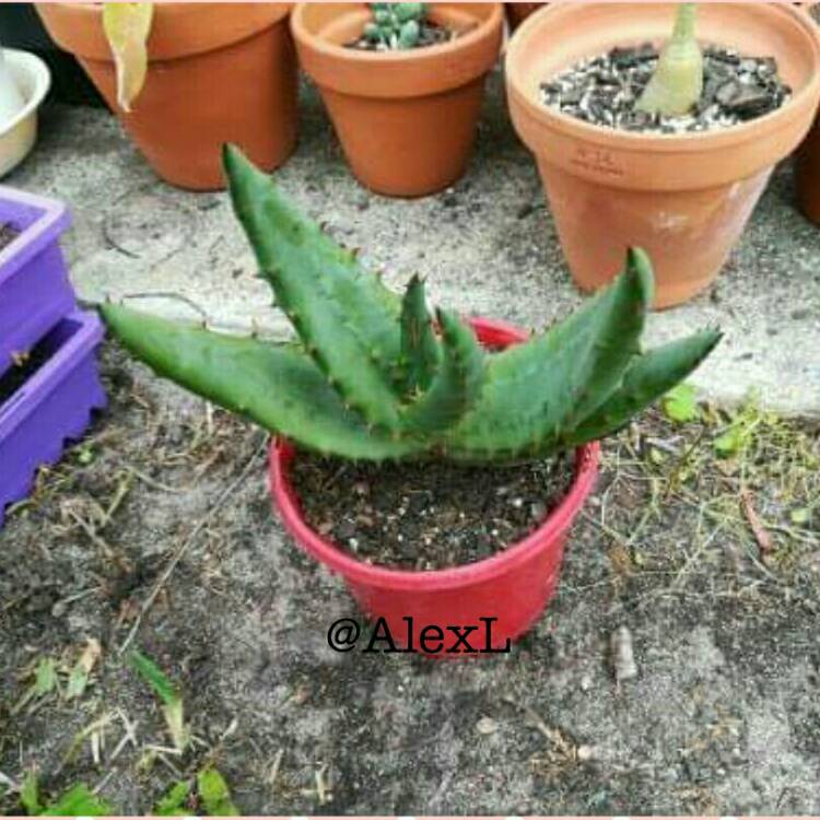 Plant image Aloe ferox